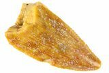 Serrated Raptor Premaxillary Tooth - Real Dinosaur Tooth #300820-1